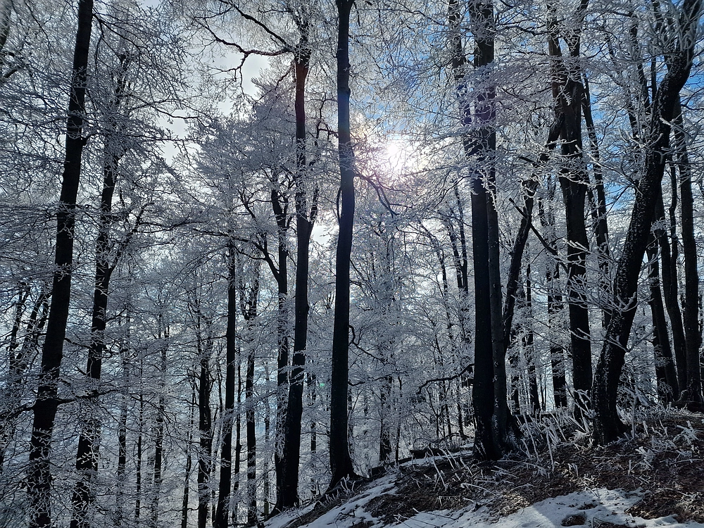 Javor, Sv. Planina, 18. 1. 2026