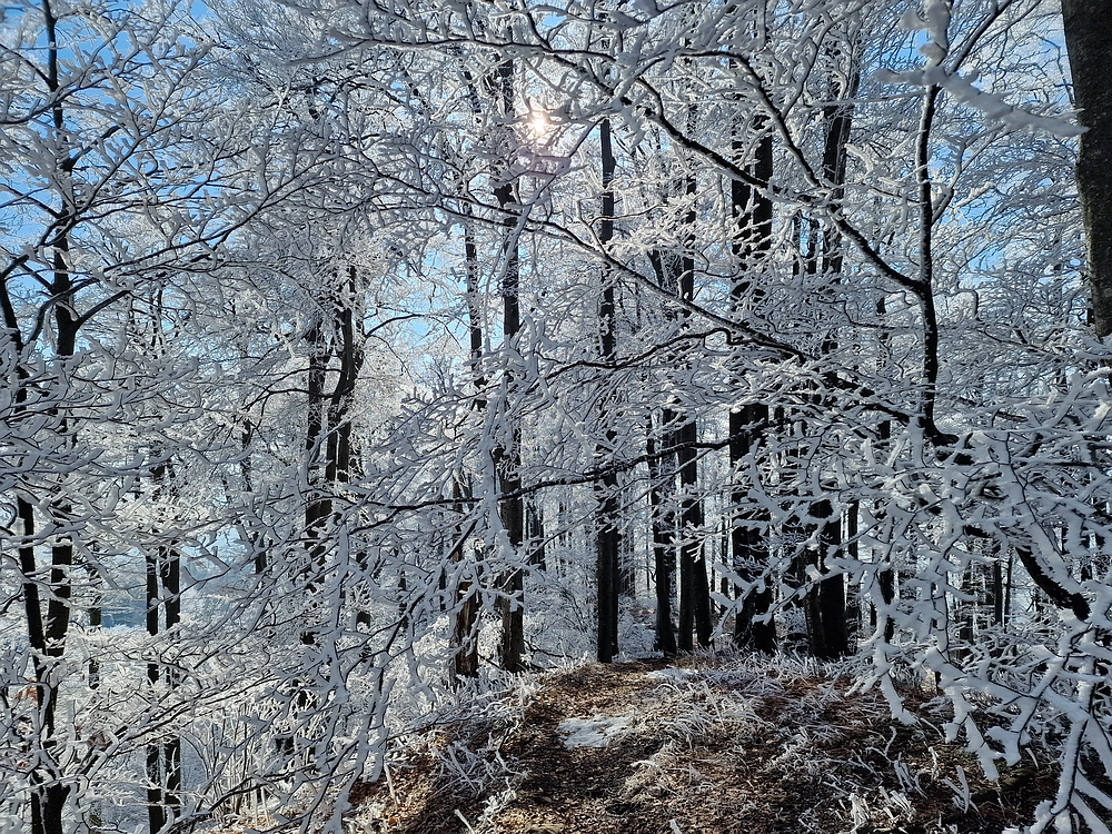 Javor, Sv. Planina, 18. 1. 2026