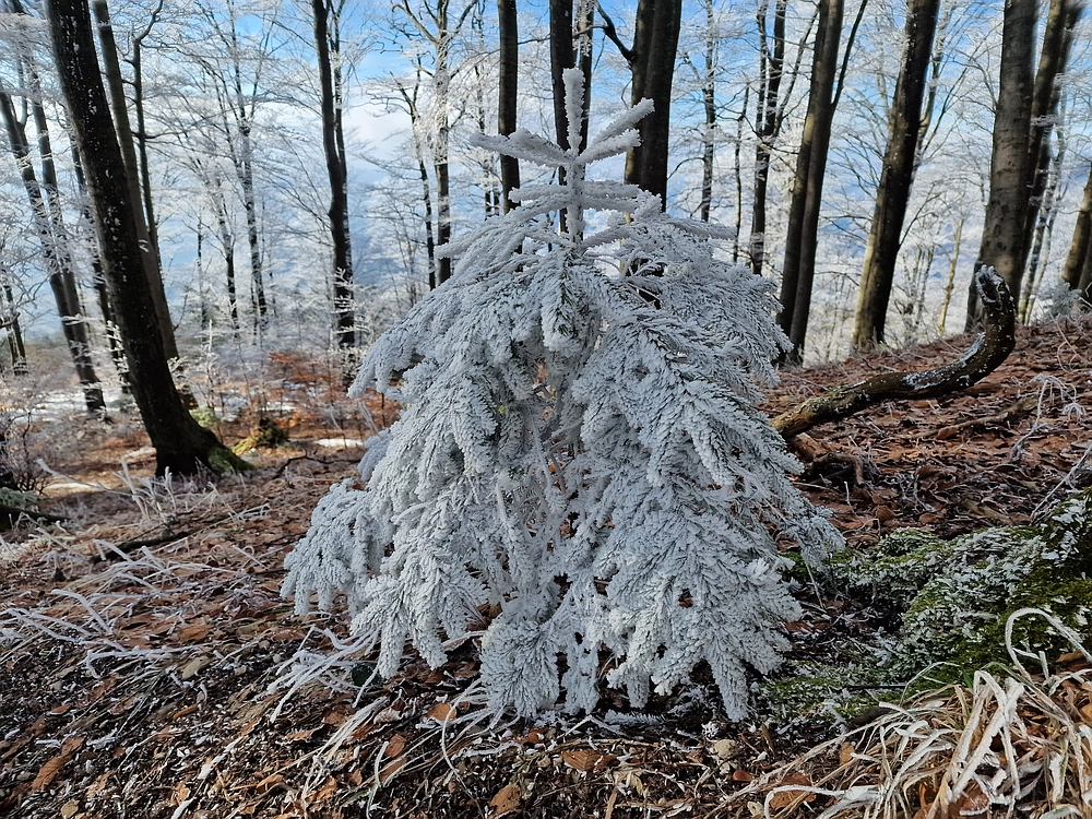 Javor, Sv. Planina, 18. 1. 2026