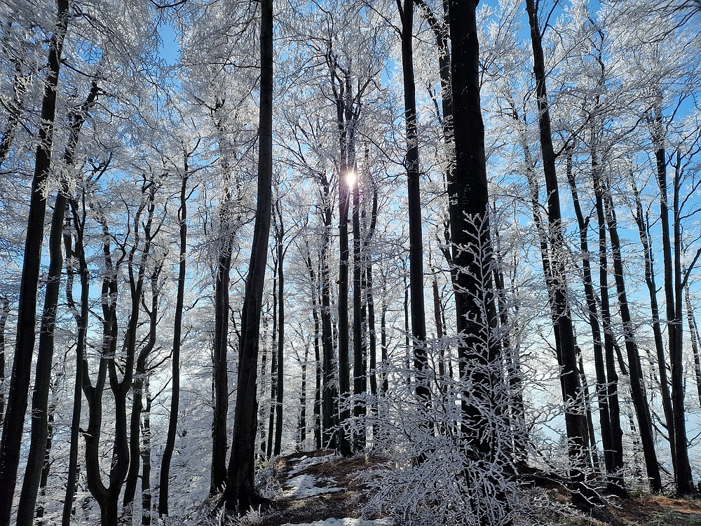 Javor, Sv. Planina, 18. 1. 2026