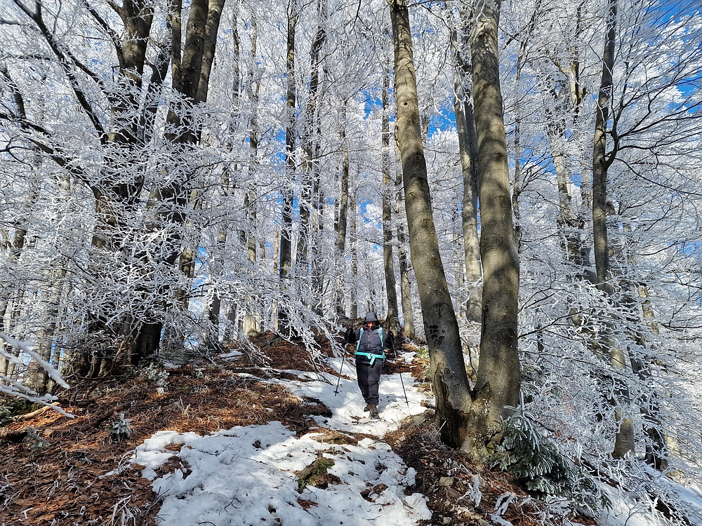 Javor, Sv. Planina, 18. 1. 2026