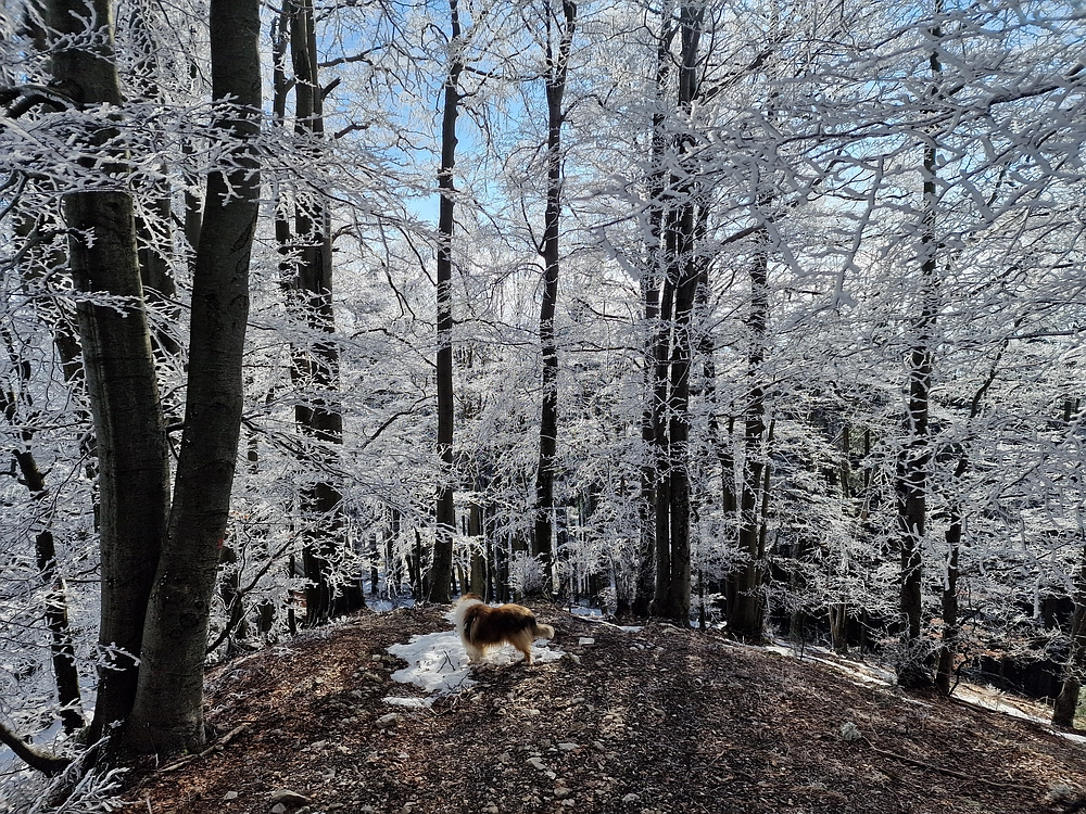 Javor, Sv. Planina, 18. 1. 2026