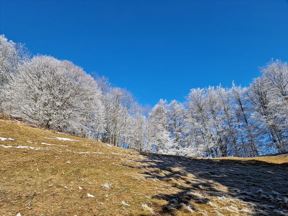 Javor, Sv. Planina, 18. 1. 2026