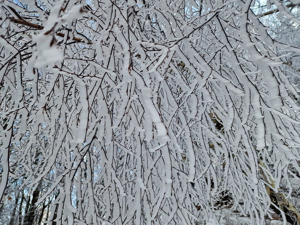 Javor, Sv. Planina, 18. 1. 2026