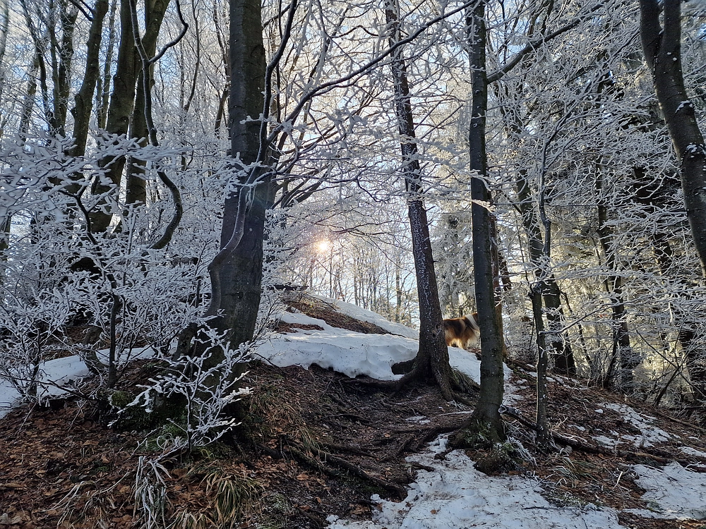 Javor, Sv. Planina, 18. 1. 2026