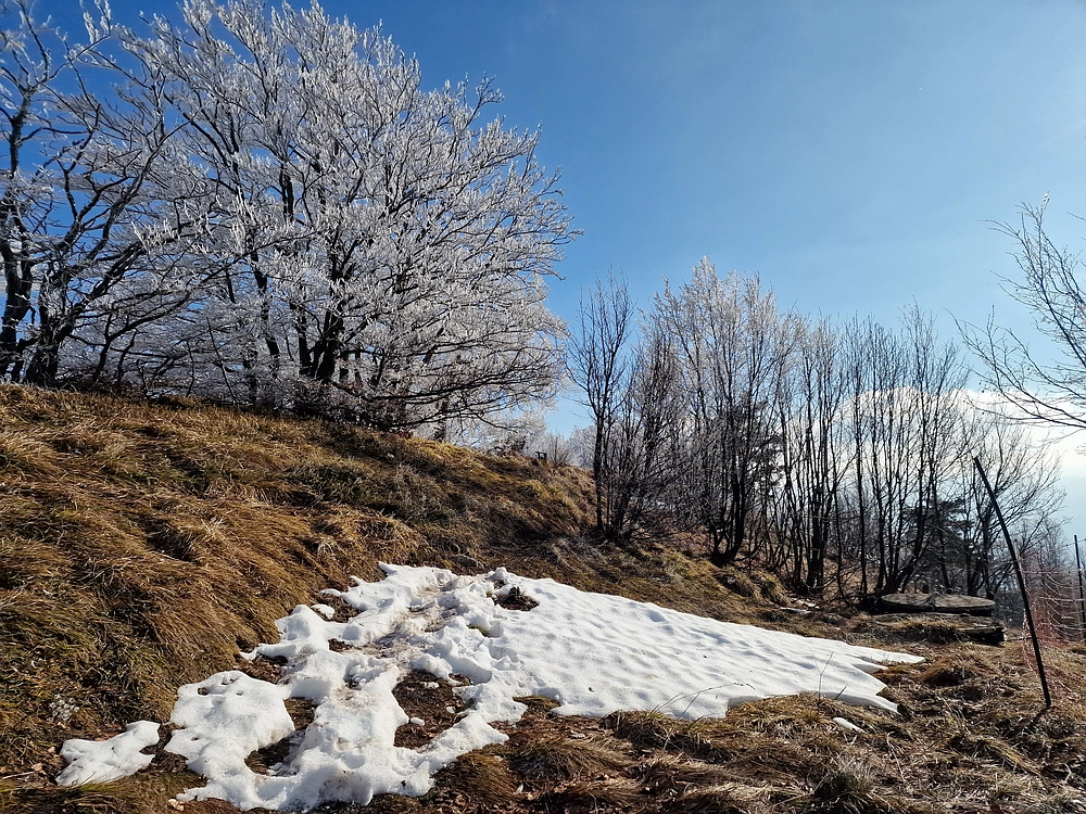 Javor, Sv. Planina, 18. 1. 2026