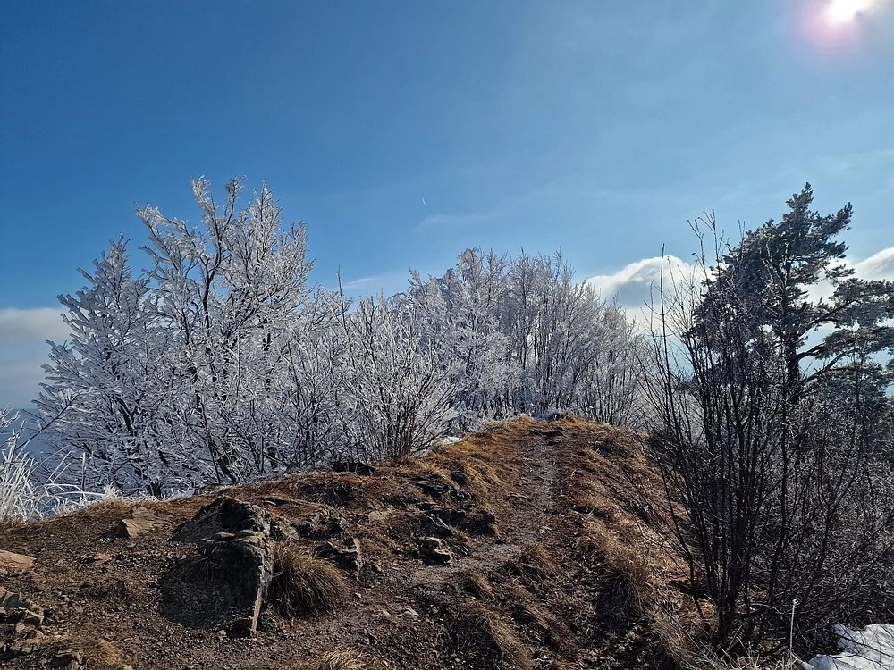 Javor, Sv. Planina, 18. 1. 2026