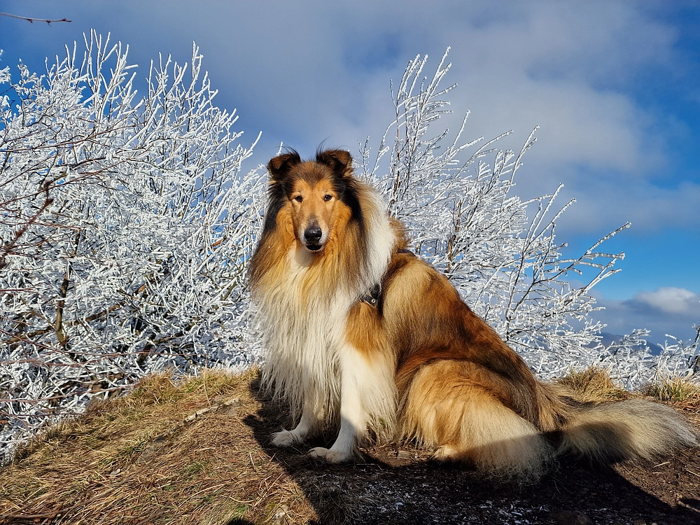 Javor, Sv. Planina, 18. 1. 2026