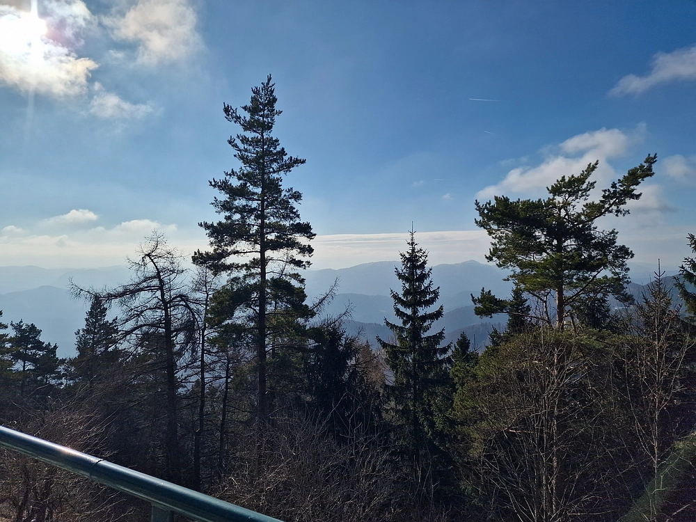 Javor, Sv. Planina, 18. 1. 2026