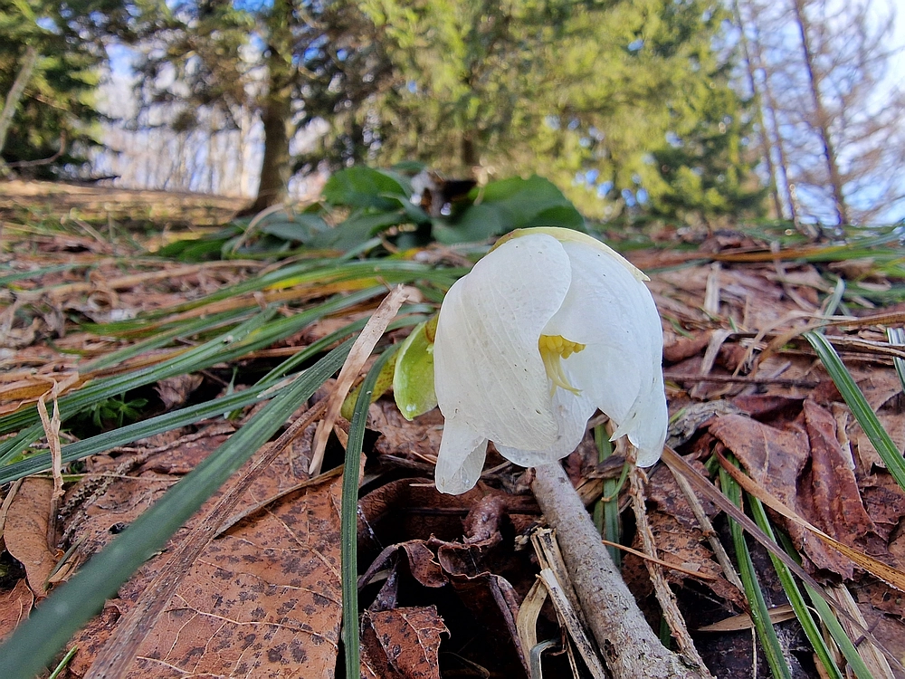 Javor, Sv. Planina, 18. 1. 2026