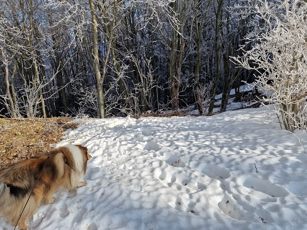 Javor, Sv. Planina, 18. 1. 2026
