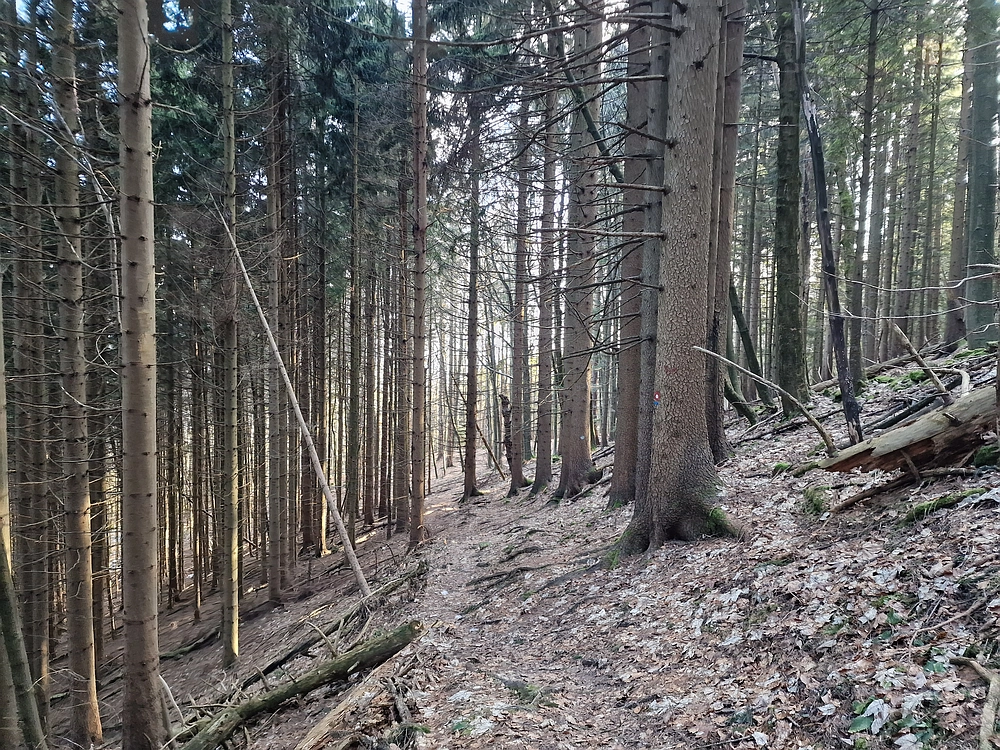Javor, Sv. Planina, 18. 1. 2026