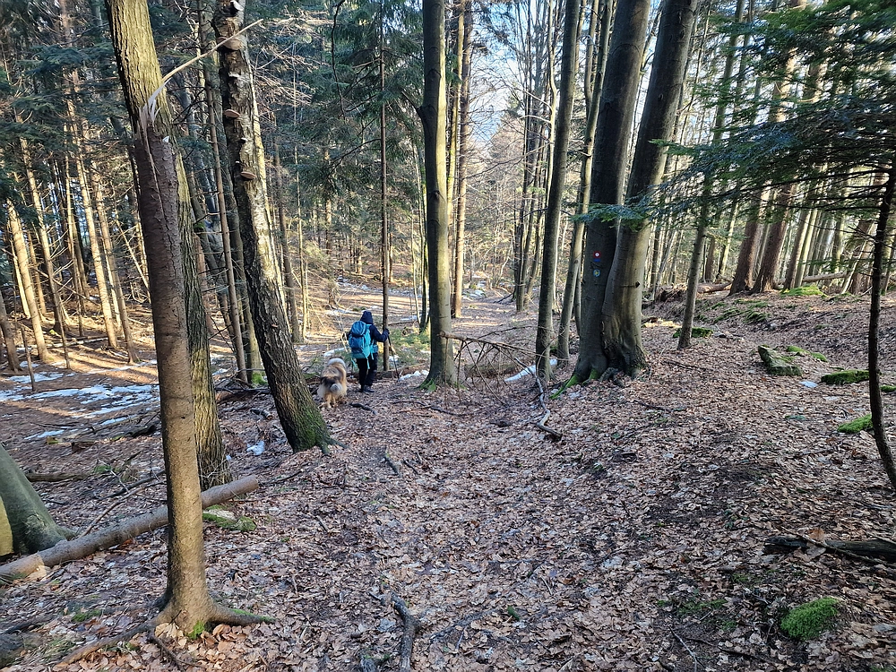 Javor, Sv. Planina, 18. 1. 2026