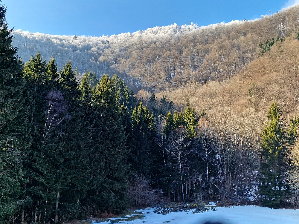 Javor, Sv. Planina, 18. 1. 2026