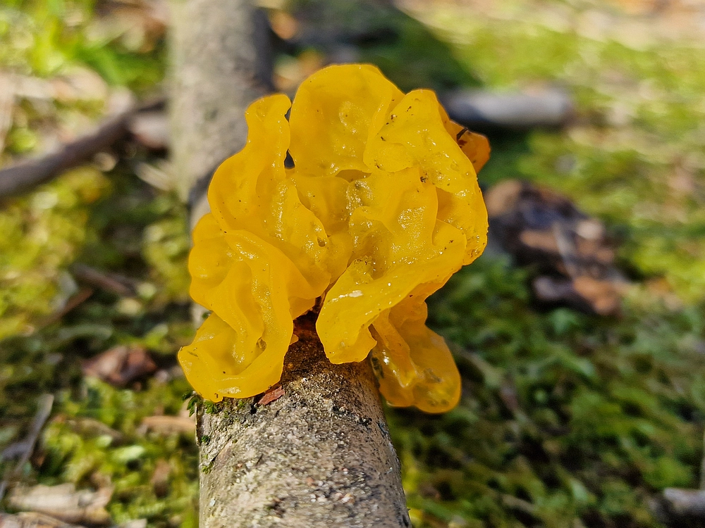 Javor, Sv. Planina, 18. 1. 2026