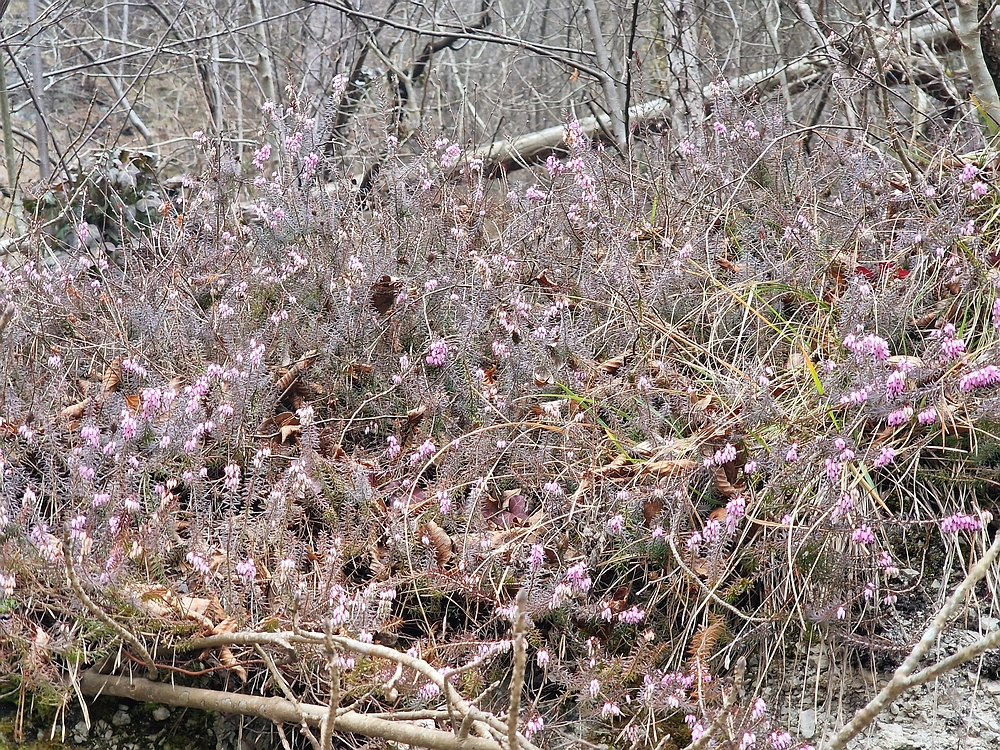 Špicberg, 31. 1. 2026