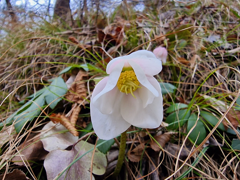 Špicberg, 31. 1. 2026