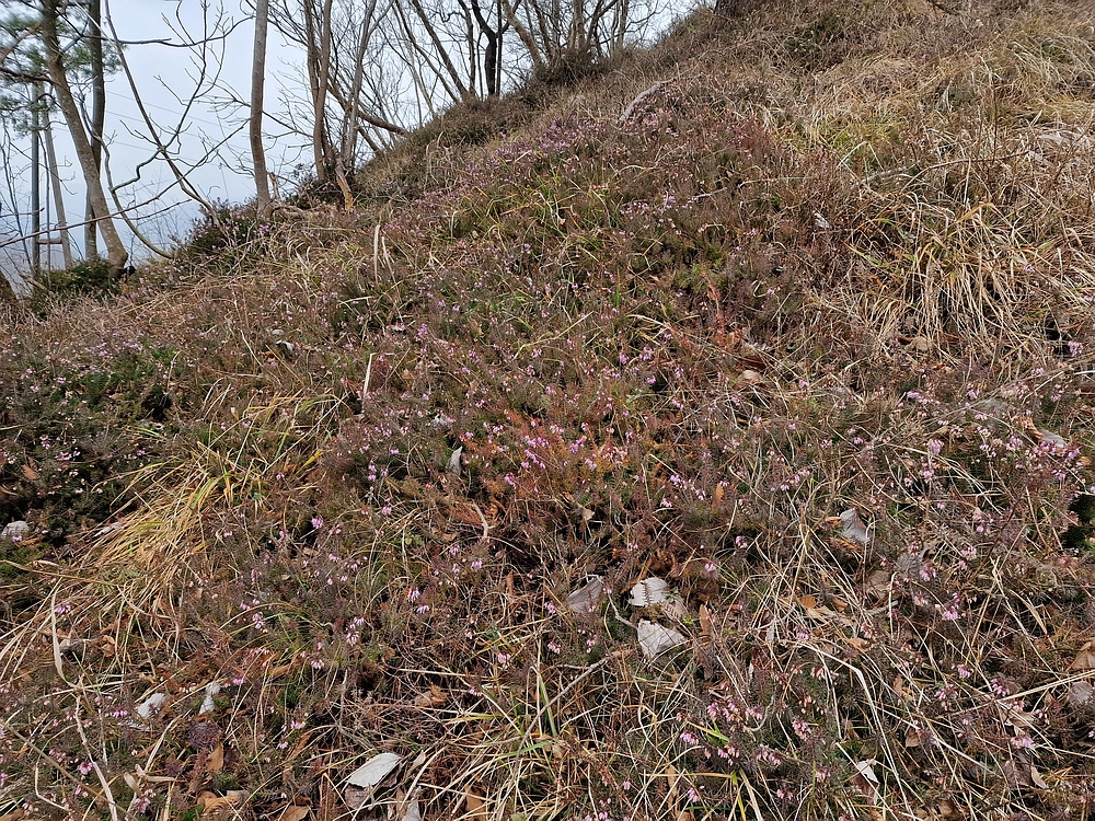 Špicberg, 31. 1. 2026