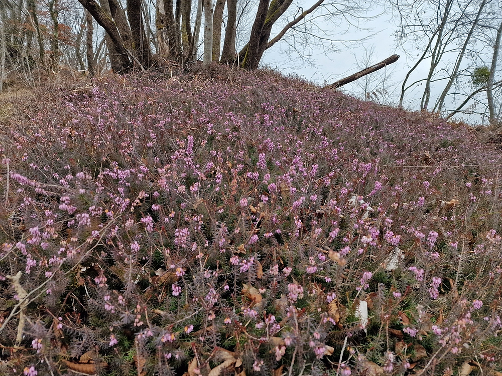 Špicberg, 31. 1. 2026