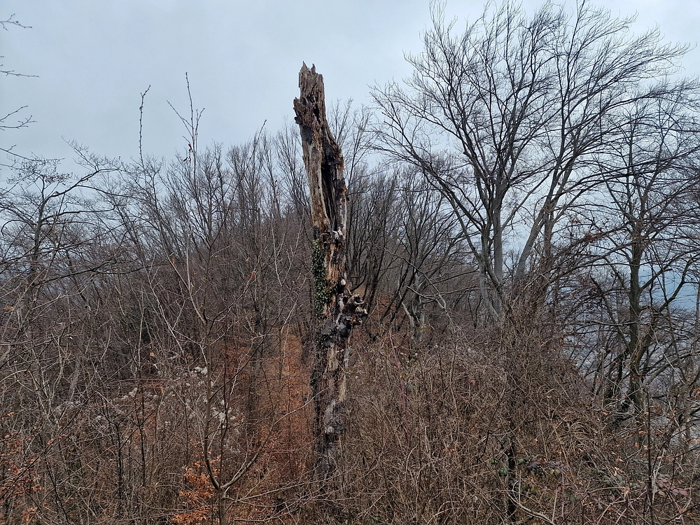 Špicberg, 31. 1. 2026