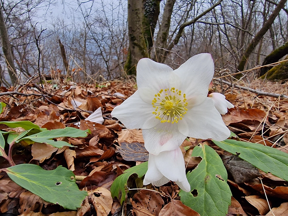 Špicberg, 31. 1. 2026