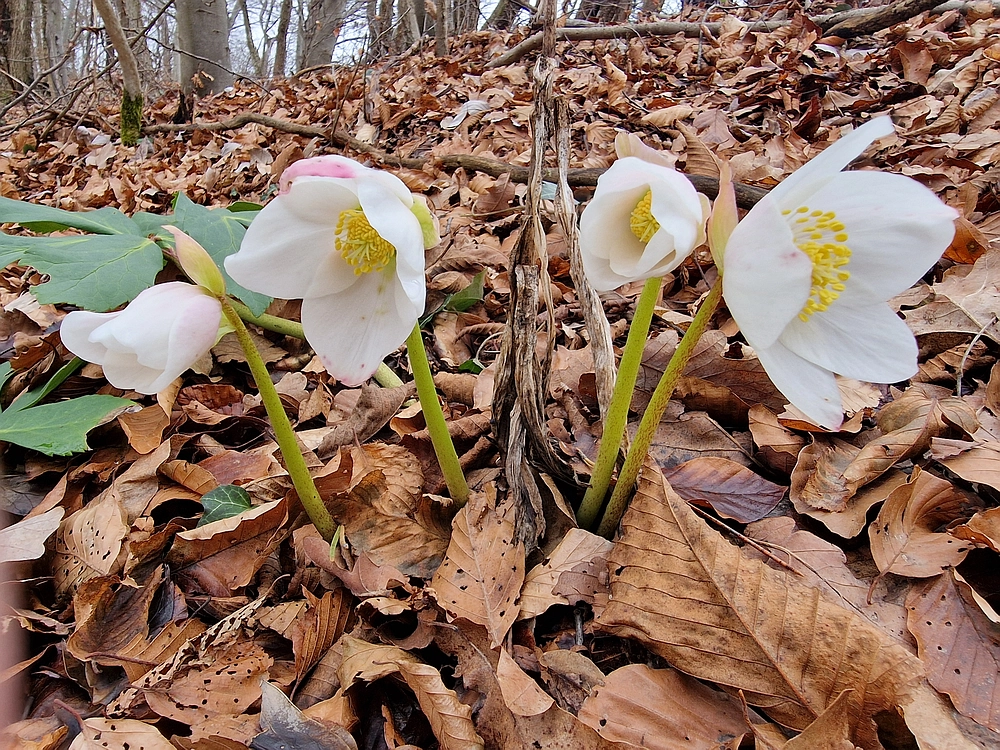 Špicberg, 31. 1. 2026