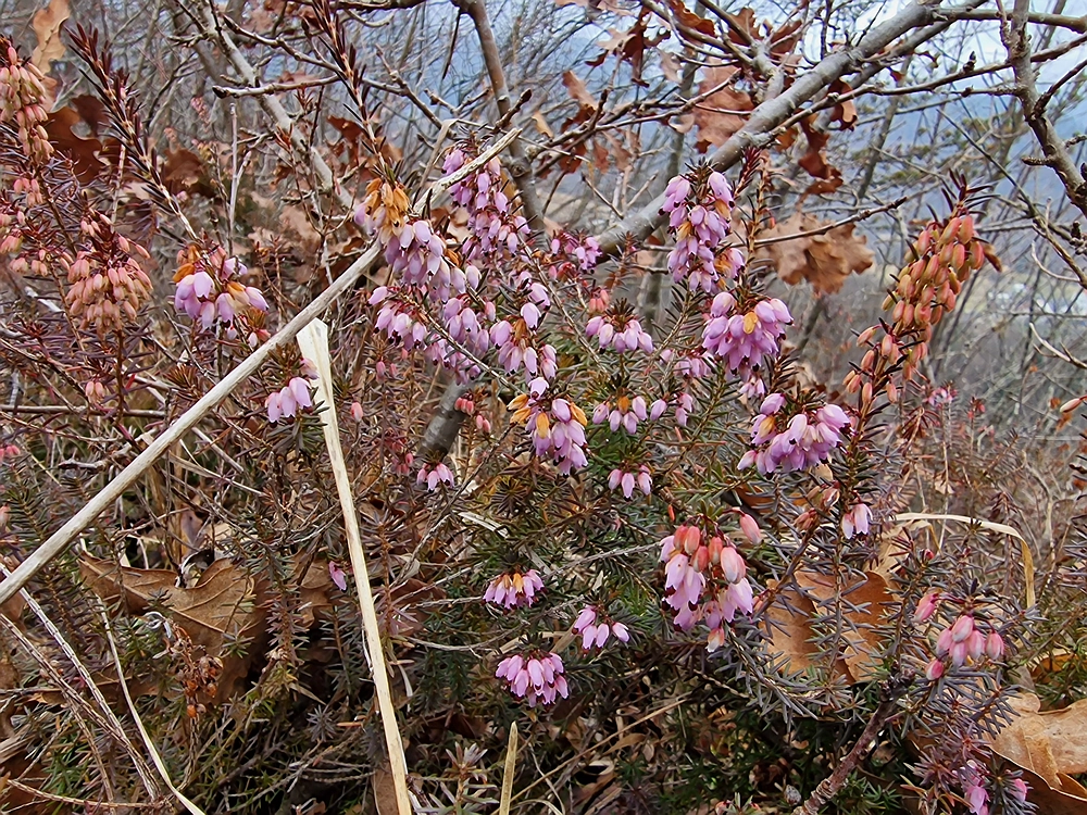Špicberg, 31. 1. 2026
