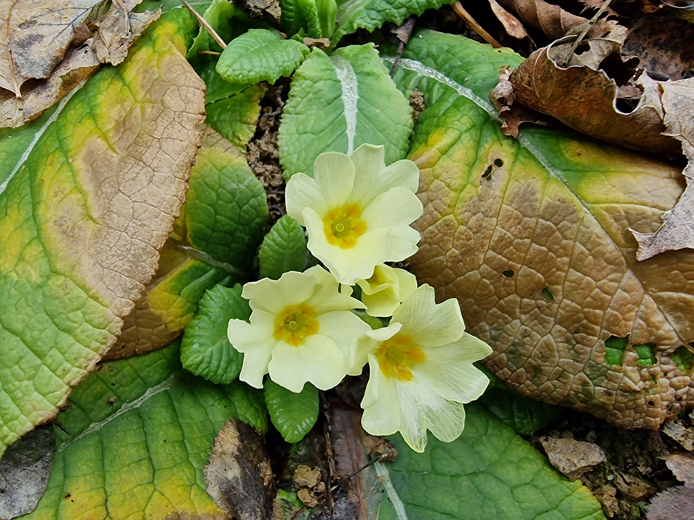 Špicberg, 31. 1. 2026