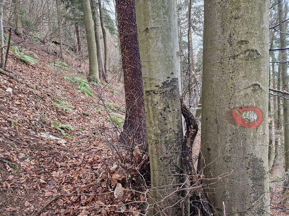 Kočet - Homič - Mrzlica, 8. 1. 2026