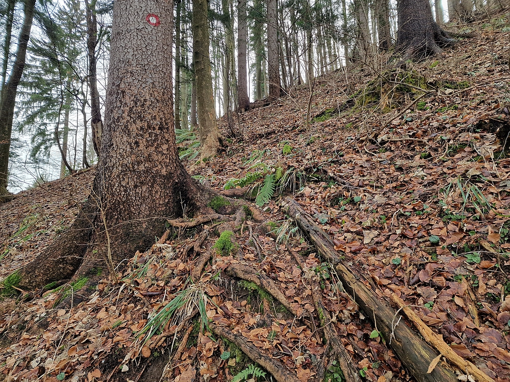 Kočet - Homič - Mrzlica, 8. 1. 2026