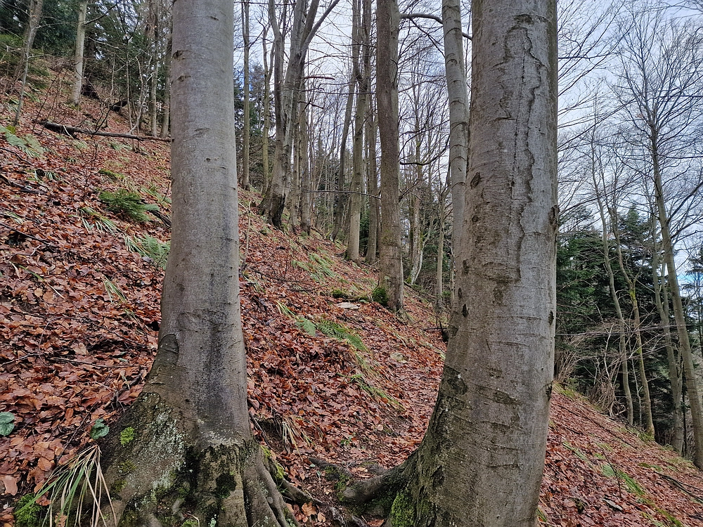 Kočet - Homič - Mrzlica, 8. 1. 2026