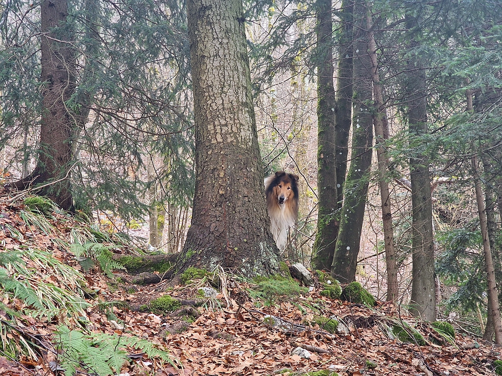 Kočet - Homič - Mrzlica, 8. 1. 2026