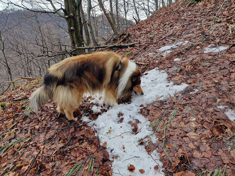 Kočet - Homič - Mrzlica, 8. 1. 2026