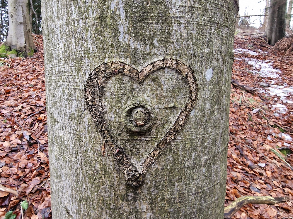 Kočet - Homič - Mrzlica, 8. 1. 2026