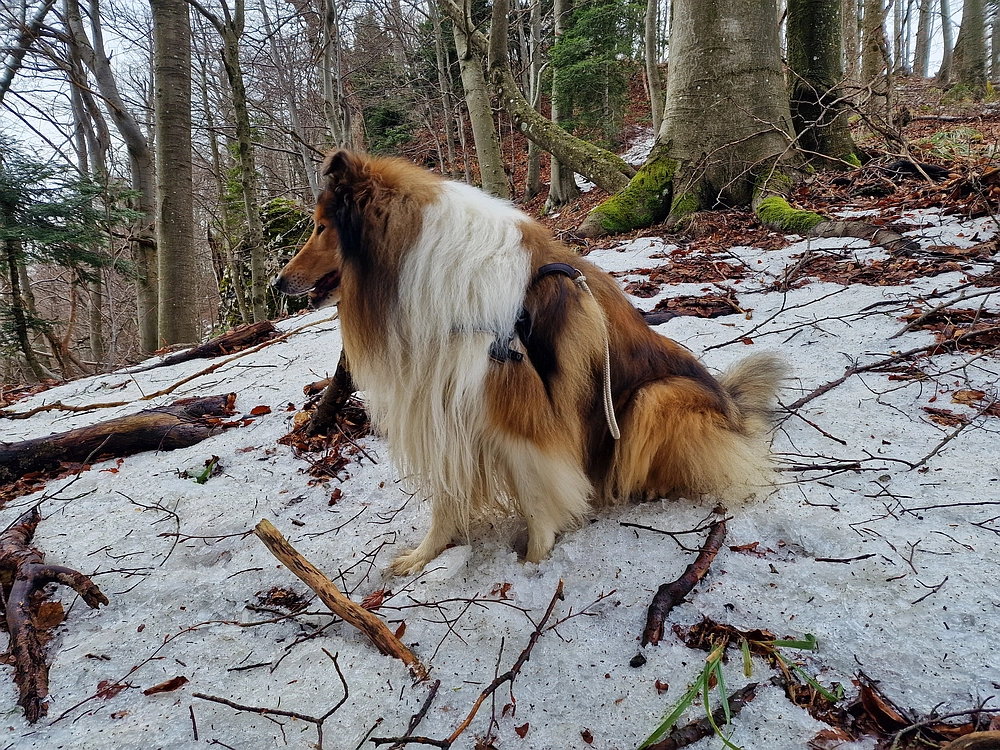 Kočet - Homič - Mrzlica, 8. 1. 2026