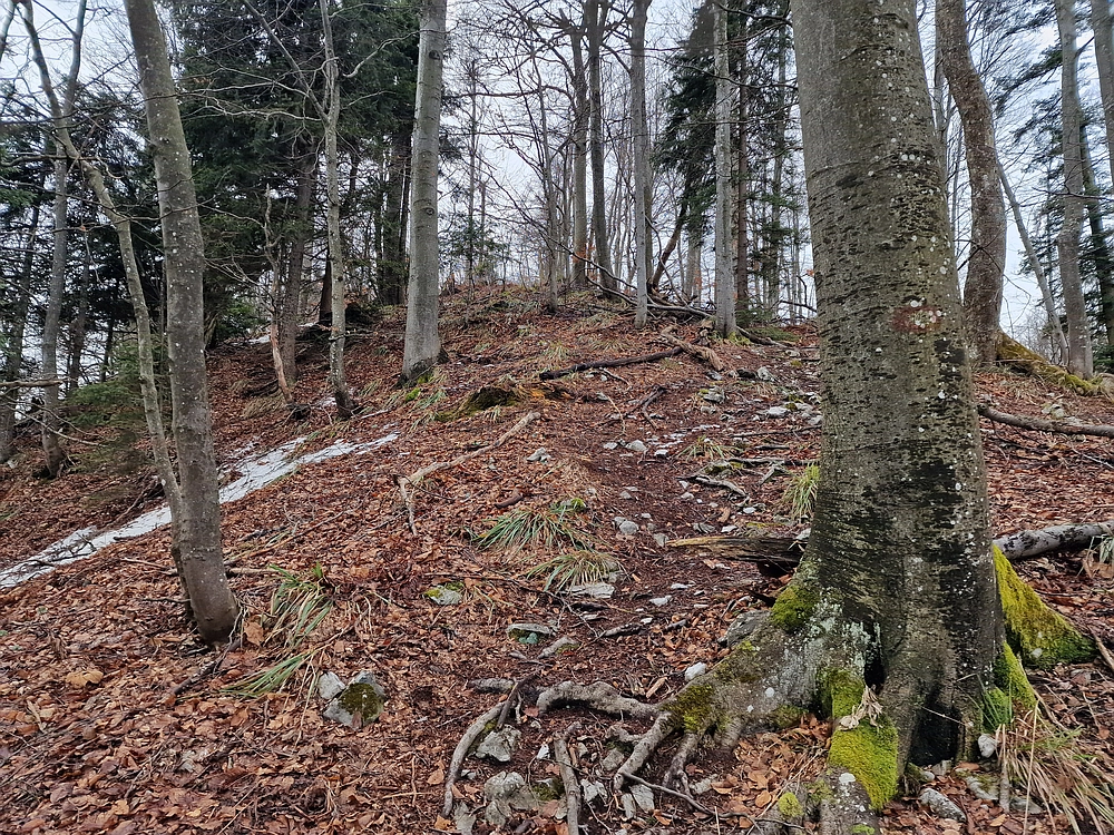 Kočet - Homič - Mrzlica, 8. 1. 2026