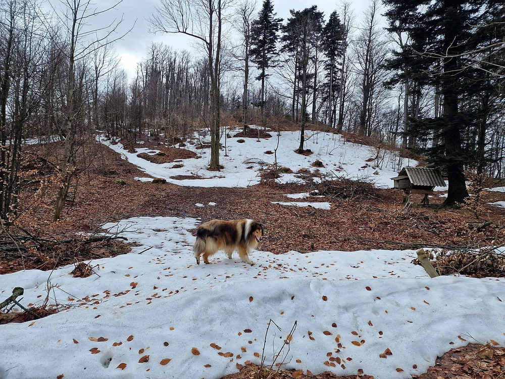 Kočet - Homič - Mrzlica, 8. 1. 2026