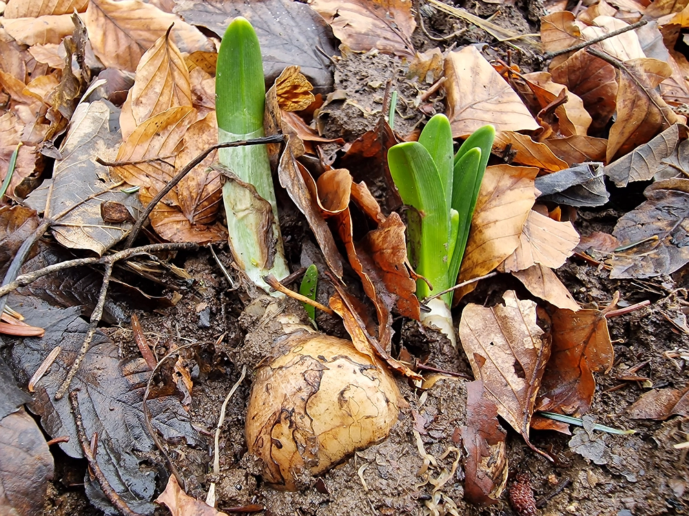 Kočet - Homič - Mrzlica, 8. 1. 2026