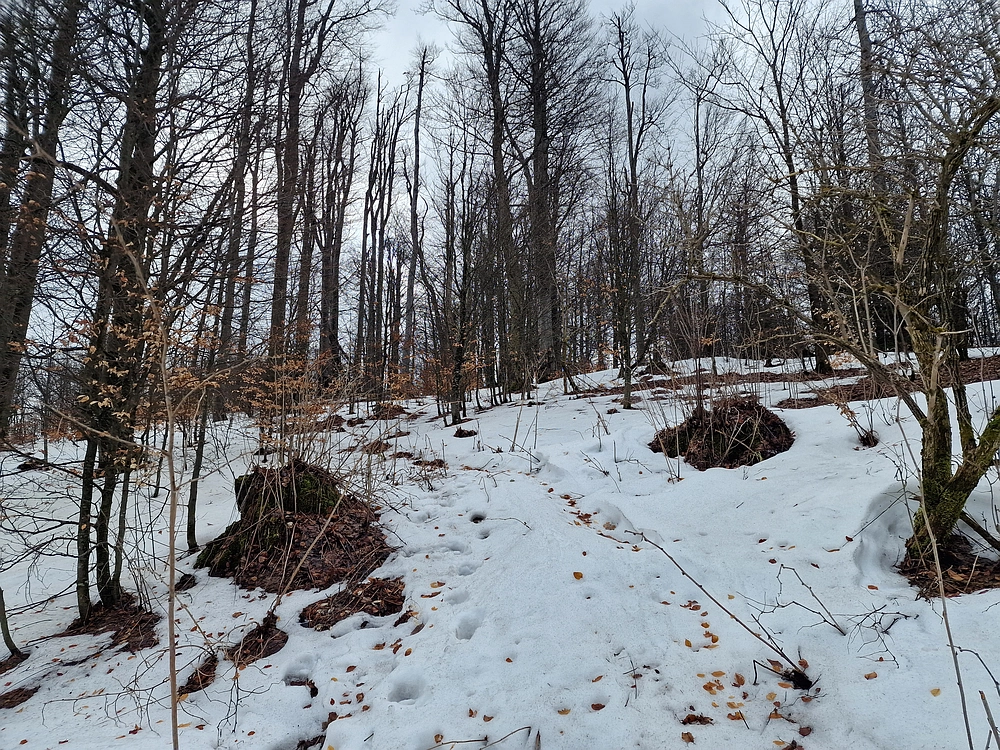 Kočet - Homič - Mrzlica, 8. 1. 2026