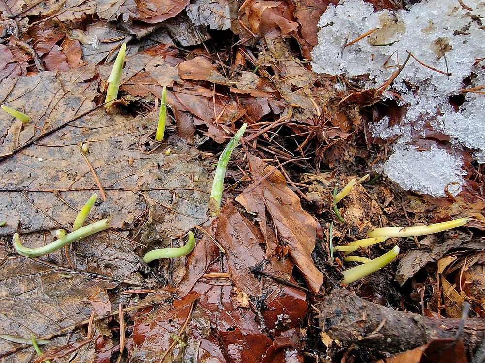 Kočet - Homič - Mrzlica, 8. 1. 2026