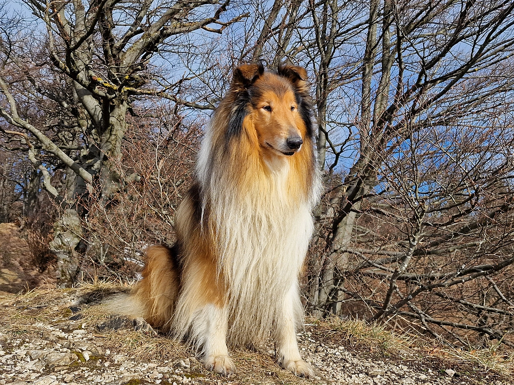 Kočet - Homič - Mrzlica, 8. 1. 2026