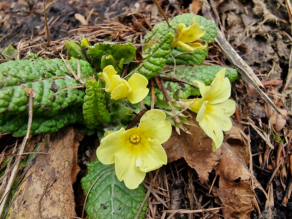 Kočet - Homič - Mrzlica, 8. 1. 2026