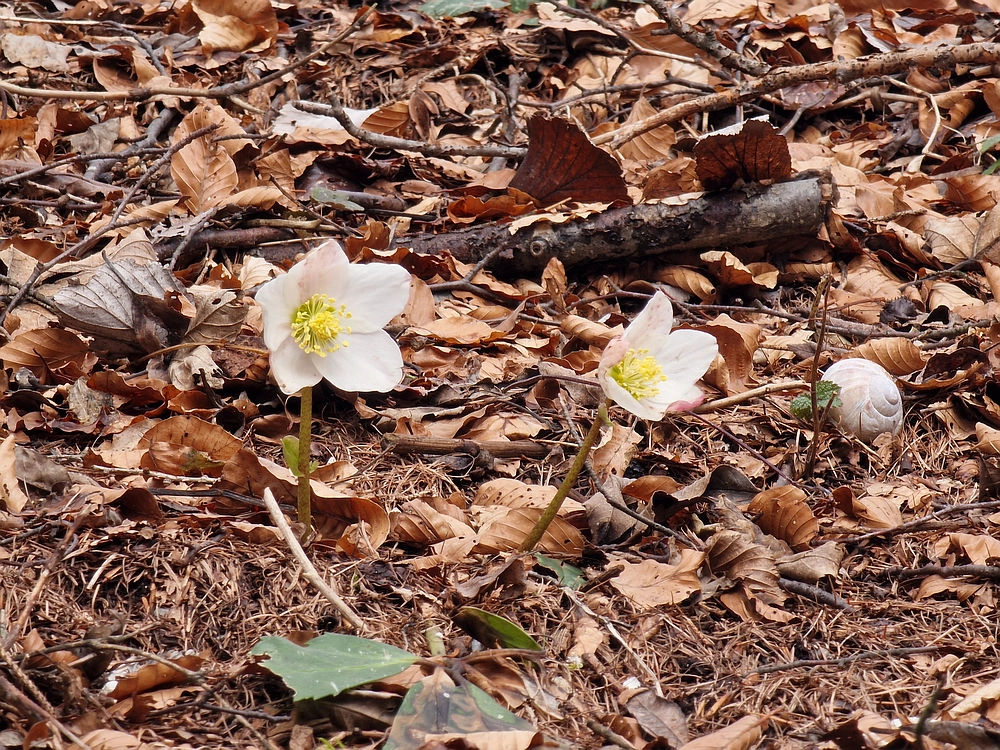 Kočet - Homič - Mrzlica, 8. 1. 2026