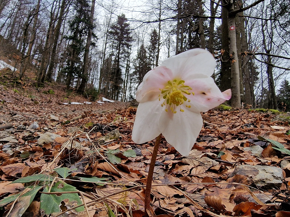 Kočet - Homič - Mrzlica, 8. 1. 2026