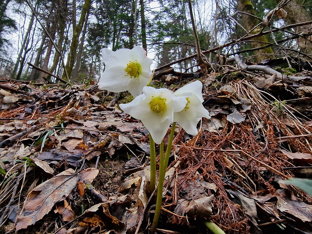 Kočet - Homič - Mrzlica, 8. 1. 2026