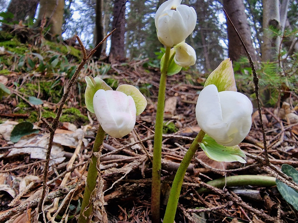 Kočet - Homič - Mrzlica, 8. 1. 2026