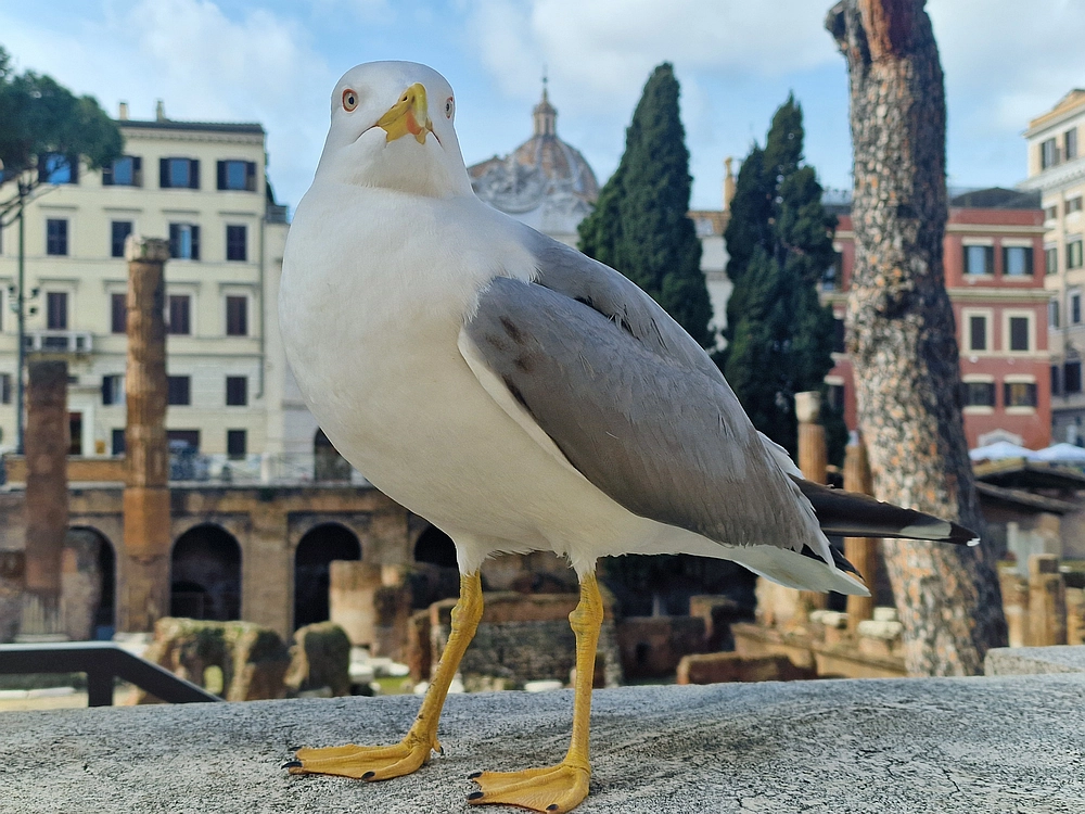 Rim, Neapelj, Pompeji, Vezuv, 16. - 19. 2. 2026