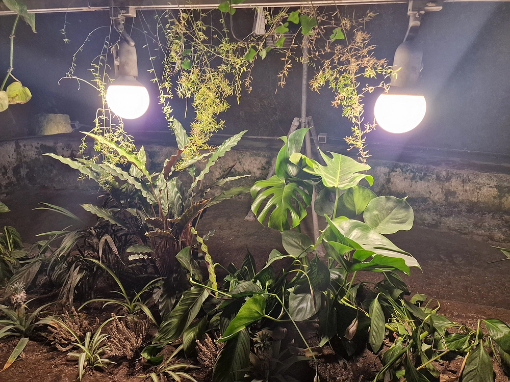 Rim, Neapelj, Pompeji, Vezuv, 16. - 19. 2. 2026