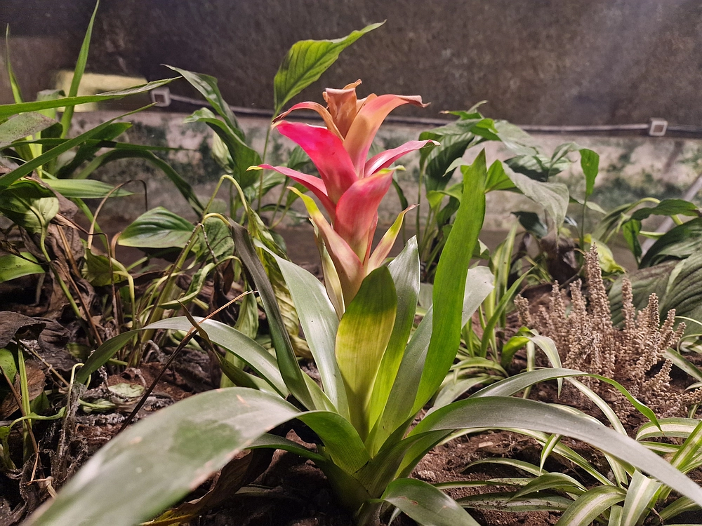 Rim, Neapelj, Pompeji, Vezuv, 16. - 19. 2. 2026