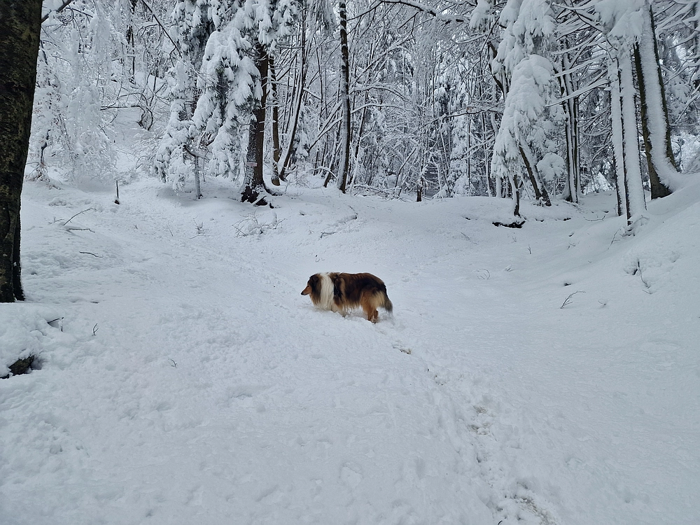 Sveta Planina, 21. 2. 2026